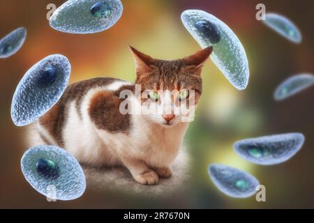 Protozoi parassiti Toxoplasma gondii, l'agente causativo della tossoplasmosi, in fase tachizoite, illustrazione al computer, e fotografia di una via c Foto Stock