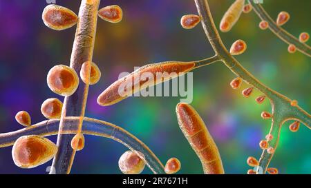 Fungo Trichophyton rubrum, illustrazione del calcolatore che mostra macroconidia, microconidia e iphae septate. Il T. rubrum è un dermatofita antropofilo. Foto Stock