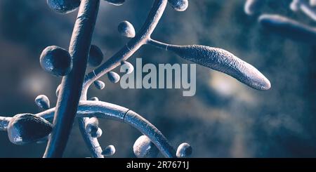 Fungo Trichophyton rubrum, illustrazione del calcolatore che mostra macroconidia, microconidia e iphae septate. Il T. rubrum è un dermatofita antropofilo. Foto Stock