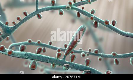 Fungo Trichophyton rubrum, illustrazione del calcolatore che mostra macroconidia, microconidia e iphae septate. Il T. rubrum è un dermatofita antropofilo. Foto Stock