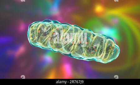 Mitocondrione, organelli cellulari chiusi a membrana che producono energia, computer illustrazione. Foto Stock
