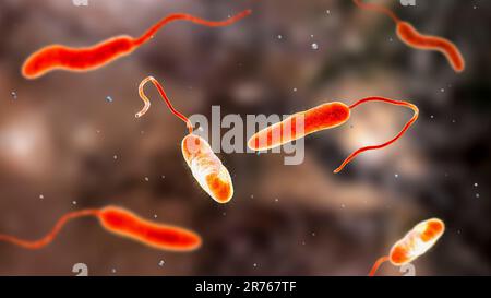 Il colera batteri (Vibrio cholerae), computer illustrazione. Foto Stock
