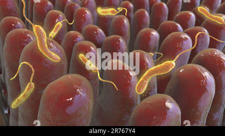Batteri del colera (Vibrio cholerae) nell'intestino tenue umano, illustrazione del calcolatore. Foto Stock