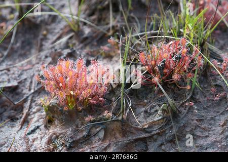 La rugiada di latifoglie (Drosera intermedia), una pianta carnivora insettivora, nota anche come rugiada di latifoglie lunghe Foto Stock