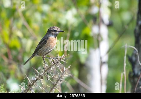 stonechat europeo femminile (Saxicola rubicola). Questa persona è stata inanellata (= bandita in Nord America) Foto Stock