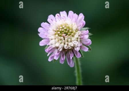 Campo di lilla Scabious, una specie di fiore di vedova, conosciuto anche come bottoni blu e campo Scabiosa, con il nome botanico Knautia arvensis. Foto Stock