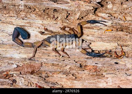 Scorpione di corteccia di Edoardo (Centuroides edwardsii). Penisola di OSA, Costa Rica. Foto Stock