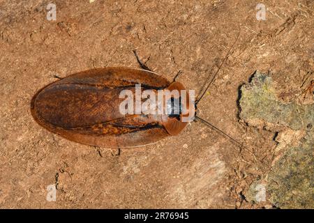 Scarafaggio gigante della grotta dell'America centrale (Blaberus giganteus), lungo circa 7 cm, dalla penisola di Osa, Costa Rica. Foto Stock