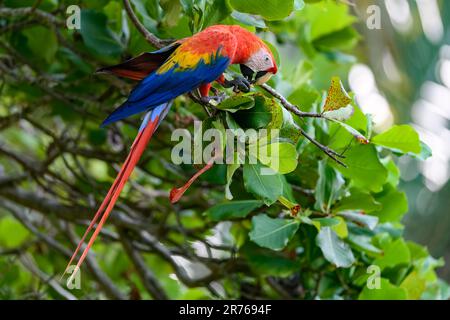 Macaws scarlatto (Ara macao) che si nutrono di frutta a Osa Paninsula, Costa Rica. Foto Stock