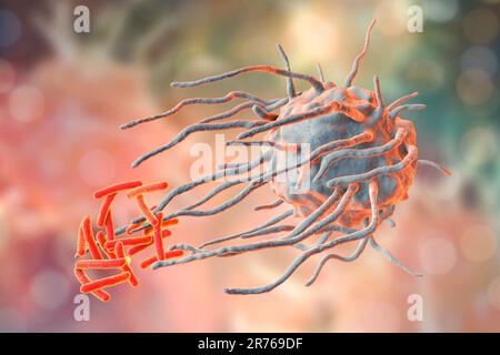Macrofago che inguliano i batteri della tubercolosi. Illustrazione computerizzata di un macrofago di globuli bianchi (grigio) che inghiotte una tubercolosi (Mycobacterium tuberculosis) Foto Stock