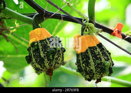 zucche mature colorate, primo piano di due giallo con zucche verdi che crescono nella piantagione Foto Stock