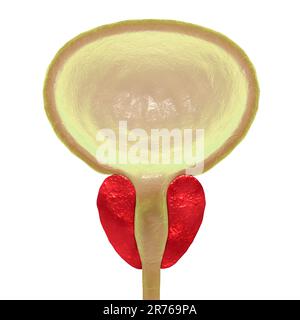 Vescica maschio e sano della ghiandola prostatica, illustrazione del computer Foto Stock