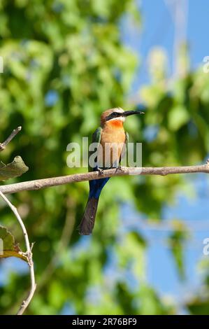 White Fronted Bee-Eater, (merops bullockoides) Parco Nazionale Chobe, Botswana Foto Stock