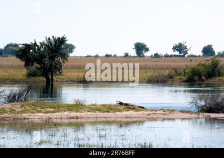 Paesaggio del fiume Chobe con coccodrillo sulla sponda fangosa a metà del fiume. Foto Stock