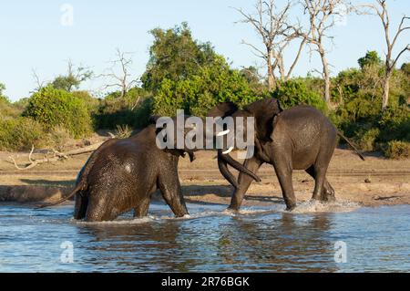 Giovani elefanti africani che giocano nel fiume. Chobe National Park, Botswana. Foto Stock