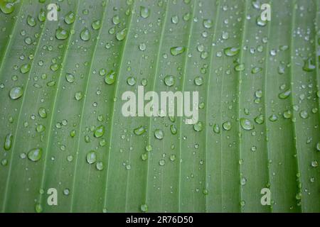 Gocce di rugiada sulla foglia verde. Gocce d'acqua sulla foglia di banana. Foglia verde con rugiada. Natura dopo la pioggia, primo piano. Concetto di freschezza. Modelli naturali. Foto Stock