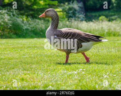 Greylag Goose Anser anser camminando attraverso un prato sul lago dove si graffia - Hampshire UK Foto Stock