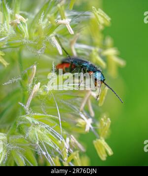 Wasp Chrysis a coda di rubino ignita una specie di Wasp a cucù a riposo su un glume d'erba sui livelli del Somerset UK Foto Stock