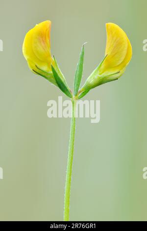 Meadow Vetchling (Lathyrus pratensis) primo piano di un singolo fiore, tre Hagges Wood Meadow, North Yorkshire, Inghilterra, luglio 2017 Foto Stock