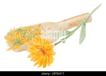 Calendula officinalis essiccata all'arancia in paletta di legno per prodotti sfusi. Illustrazione disegnata a mano con acquerello. Elemento botanico per etichette, prodotti ecologici Foto Stock