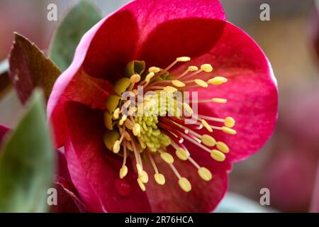 macro del francobollo di una rosa di neve Foto Stock