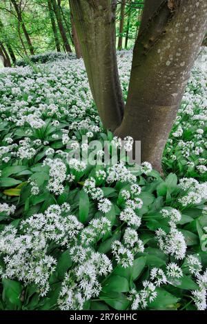 Ramsons (Allium ursinum) cresce in massa in boschi decidiosi in primavera, Berwickshire, Scottish Borders, Scozia, maggio 2015 Foto Stock