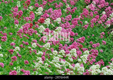 Rosso Valeriano (Centrenthus ruber), massa di fiori, Berwickshire, Scottish Borders, Scozia, Giugno 2010 Foto Stock