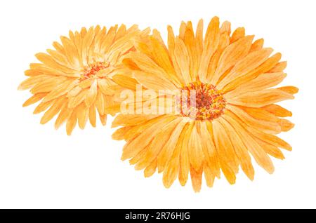 Boquet di calendula officinalis acquerello illustrazioni disegnate a mano. Elementi botanici per etichette, prodotti ecologici, tessuti, erbe naturali Foto Stock