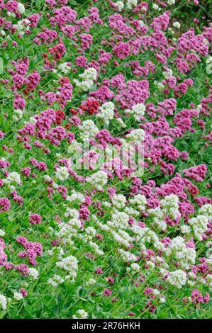 Rosso Valeriano (Centrenthus ruber) massa di fiori, Berwickshire, Scottish Borders, Scozia, giugno 2010 Foto Stock