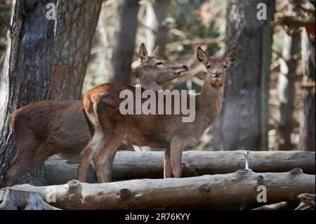 Dal basso adorabile cervo rosso selvatico in piedi tra tronchi di legno insieme in foresta con alberi alti Foto Stock