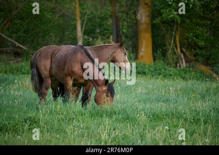 Cavalli domestici che pascolano su campo verde nel giorno estivo Foto Stock