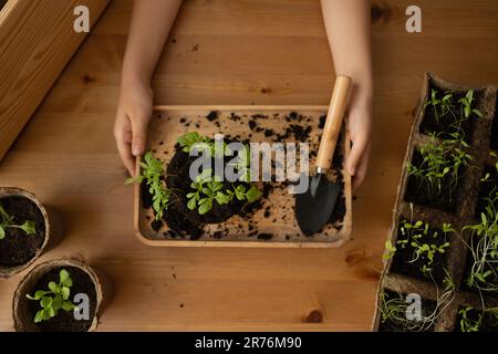 Vista dall'alto di anonimo giardiniere femminile a tavola di legno che mostra le piante in vassoio Foto Stock
