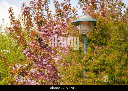 Un vecchio lampione tra alberi in fiore. Il concetto di solitudine e vecchiaia. Foto Stock