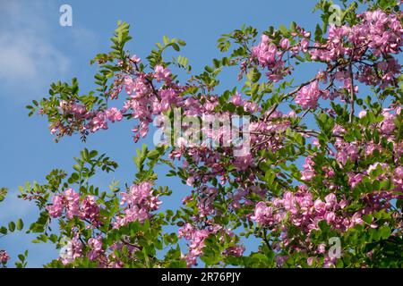 Robinia pseudoacacia 'Casque Rouge', arbusto fiorito Robinia 'Casque Rouge' Foto Stock