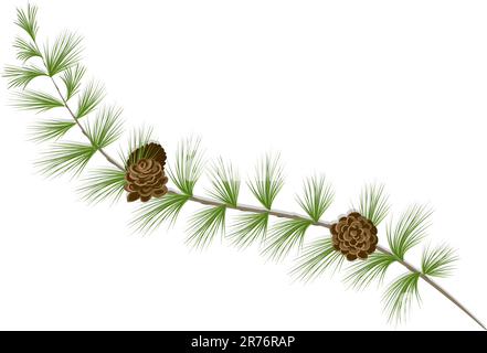 Larch Branch Illustrazione Vettoriale