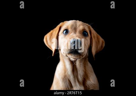 Ritratto di un adorabile cucciolo di labrador Retriever dorato. Studio girato su nero backgorund. Foto Stock