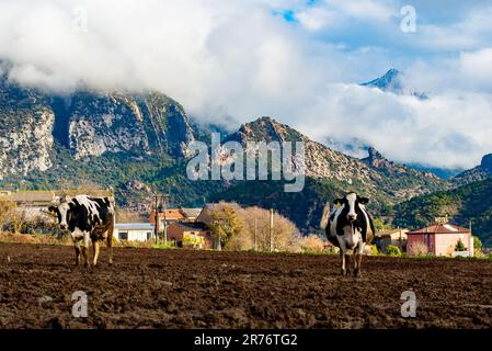 Tre mucche bianche e nere si ergono in un lussureggiante campo verde circondato dal maestoso sfondo di montagne innevate e soffici nuvole bianche Foto Stock