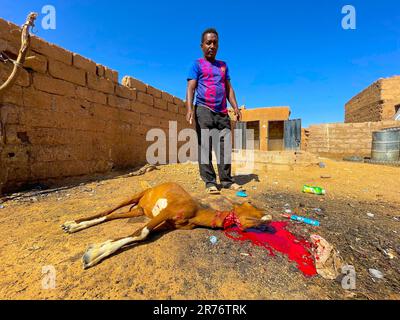 Mauritania, regione di Adrar, Akjoujt, macello di capra con rito halal Foto Stock