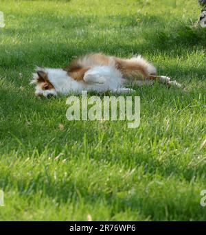 Bellissimo Shetland Sheepdog rilassarsi sotto un albero ombra in una giornata d'estate. Posare e guardare la fotocamera. Sable/mogano, colore capelli lunghi. Carino. Foto Stock