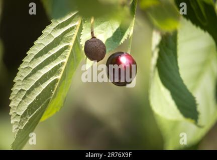 Una ciliegia nera lucida e matura, Prunus serotina, che splende alla luce del sole accanto ad un pozzo di ciliegia nera e circondata da lussureggianti foglie verdi in primavera o in estate Foto Stock