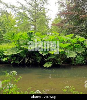 Le orecchie dell'elefante gigante piantano vicino a una riva del canale. Giugno 2023. Estate. Foto Stock