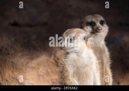 Carino animali surikate meerkats. Fury meerkat sta tenendo d'occhio. Foto Stock