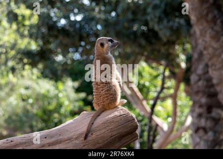 Carino animali surikate meerkats. Fury meerkat sta tenendo d'occhio. Foto Stock