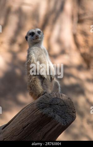 Carino animali surikate meerkats. Fury meerkat sta tenendo d'occhio. Foto Stock