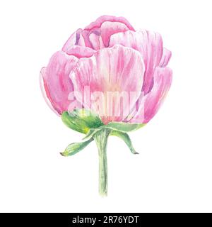 Acquerello fiore di peonia disegnato a mano in stile botanico per l'uso in disegni con logo, matrimoni, festività e compleanni. Rosa isolato su sfondo bianco Foto Stock