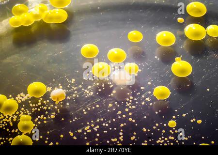 Batteri cresciuti da uno striscio cutaneo, colonie di Micrococcus luteus e Staphylococcus epidermidis su Tryptic Soy Agar. Foto Stock