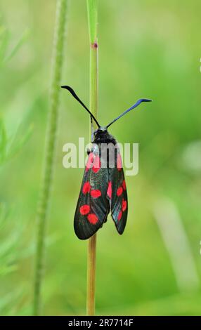 Il burnet a sei punti (Zygaena filipendulae), verticale Foto Stock