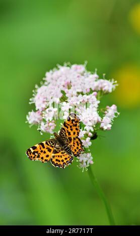 La mappa (Araschnia levana) forma levana, verticale Foto Stock