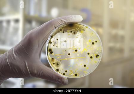 Colonie di batteri diversi e funghi muffati cresciuti su piastra di Petri con agar nutritivo, vista ravvicinata. Mano nella piastra di supporto del guanto bianca con nutriente m Foto Stock