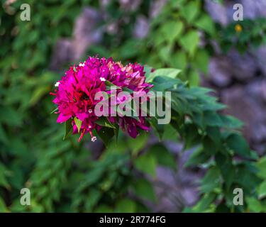 Bougainvillea fiore, Bougainvillea spectabilis Willd., della famiglia Nyctaginaceae nel giardino del palazzo dei Duchi di Santo Stefano. Sicilia Foto Stock